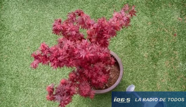 Arce japonés (jardín): Árbol ideal para llenar de color los espacios de sombra.