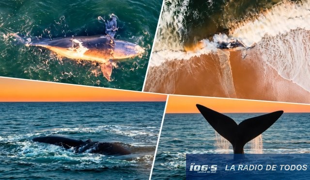 Cierre temporada de ballenas 