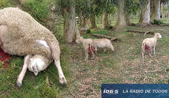 Ataque de perros (Camino Los Ceibos): nuevo episodio deja severos daños en majadas.