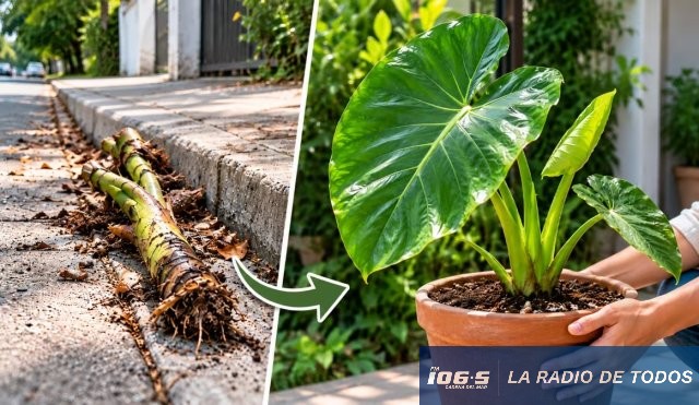 Rescate Jardinería 