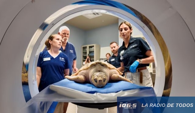 Tortuga Reino Unido 