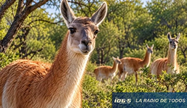 Guanacos Chaco