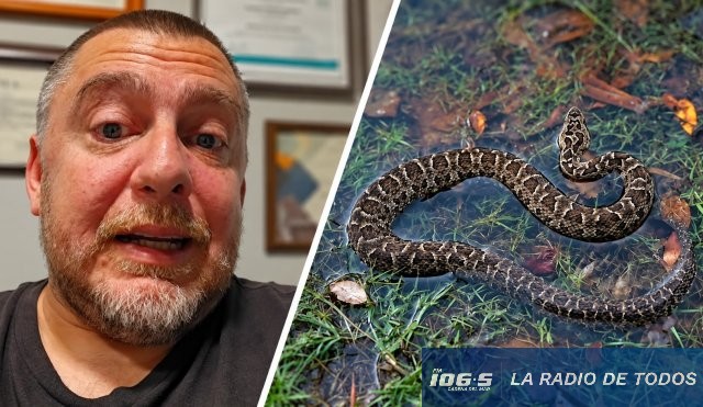 vivora