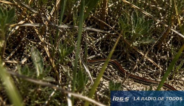 Serpientes (Playa Mansa): nuevos hallazgos