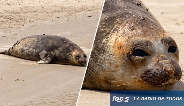 Elefante marino (Piriápolis): apareció descansando en la playa.